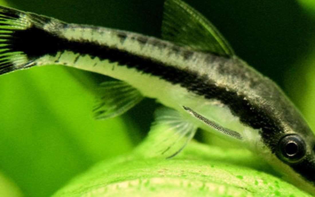 Otosek przyujściowy - Otocinclus affinis