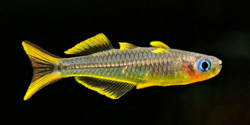 Modrook słoneczny - Pseudomugil furcatus