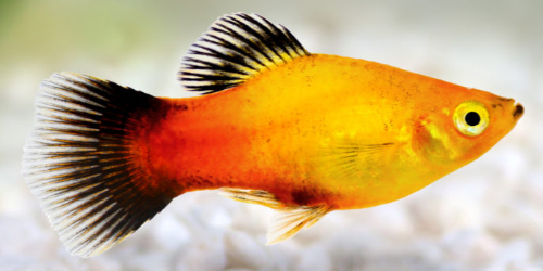 Zmienniak wielobarwny (platka) - Xiphophorus variatus