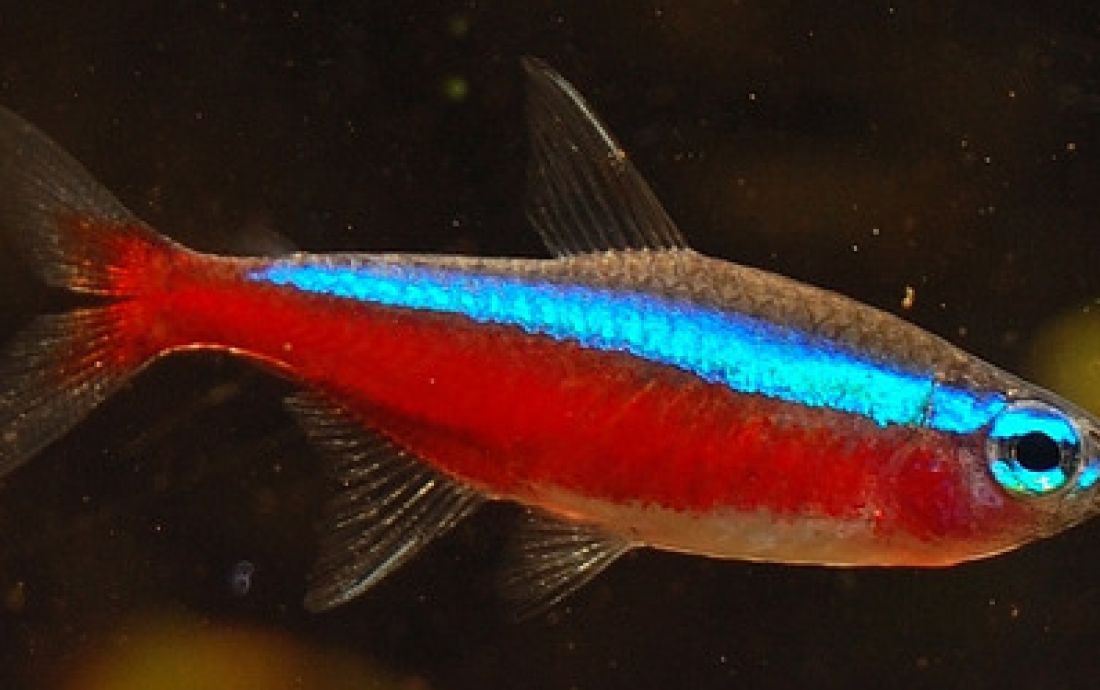 Neon czerwony - Paracheirodon axelrodi