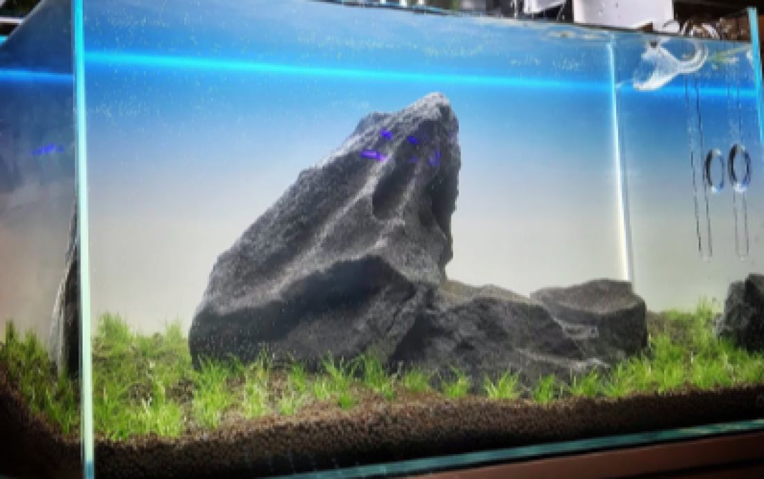 Sklep aquascapingowy w Szwajcarii