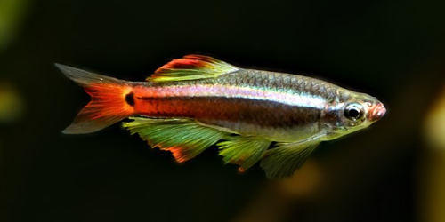 Kardynałek chiński - Tanichthys albonubes 