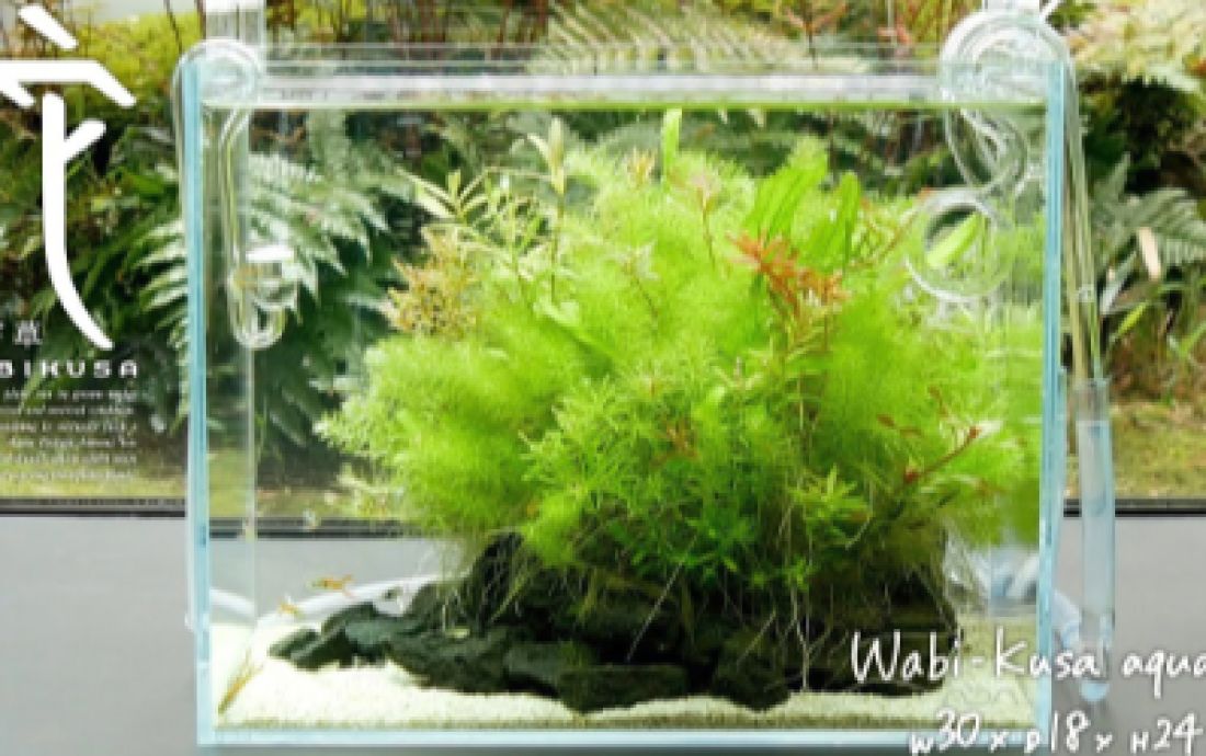 Wabi-Kusa aquascape Tutorial