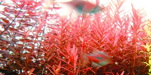 Rotala Hra z uprawy in-vitro