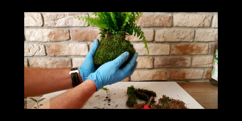 Paludarium wzorowane na ADA DOOA - zrób to sam