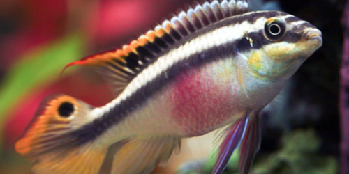 Barwniak czerwonobrzuchy SUPER RED - Pelvicachromis pulcher