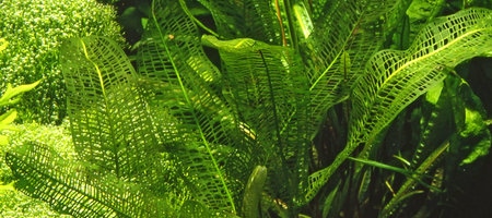 Aponogeton madagascariensis