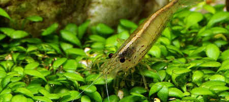 Krewetki Amano - rozmnażanie krok po kroku (Caridina japonica)