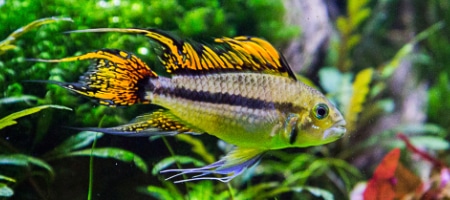 Pielęgniczka Kakadu - Apistogramma cacatuoides