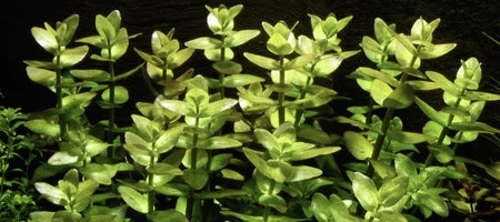 Bacopa caroliniana