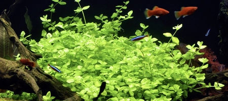 Bacopa australis