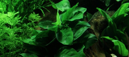 Anubias barteri nana