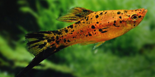 Mieczyk berlin - Xiphophorus hellerii BERLIN