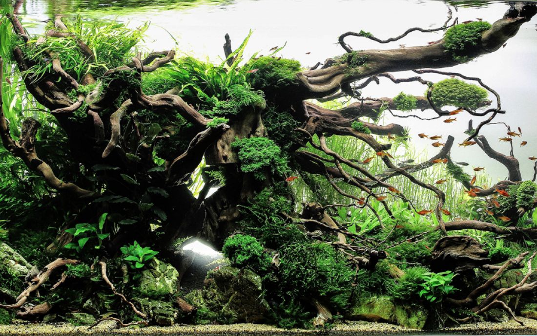 250l - Tree of distand dream - Krzysztof Bliźniak