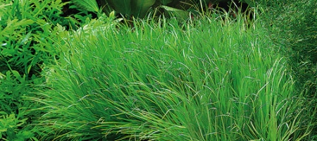 Blyxa japonica