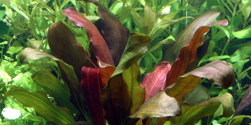 Echinodorus Barthii