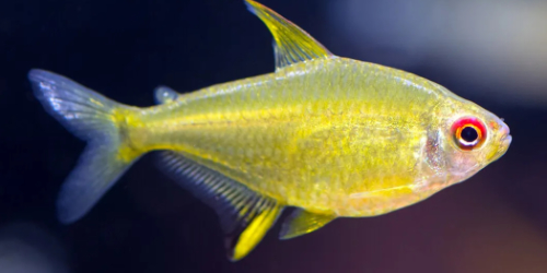 Bystrzyk pięknopłetwy cytrynka - Hyphessobrycon pulchripinnis