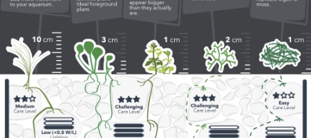Rośliny trawnikowe - infografika