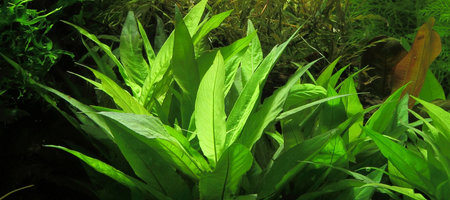 Hygrophila corymbosa
