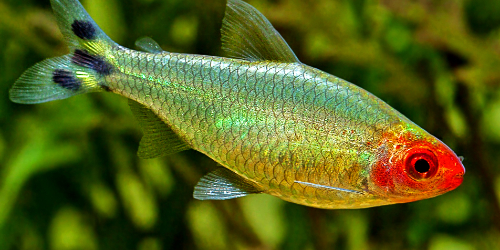 Zwinnik czerwonousty - Hemigrammus rhodostomus