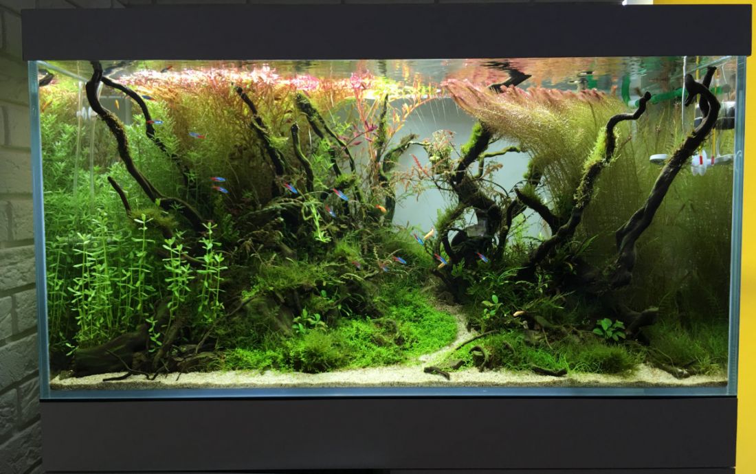 250l - Stones and roots - ynfqaab 