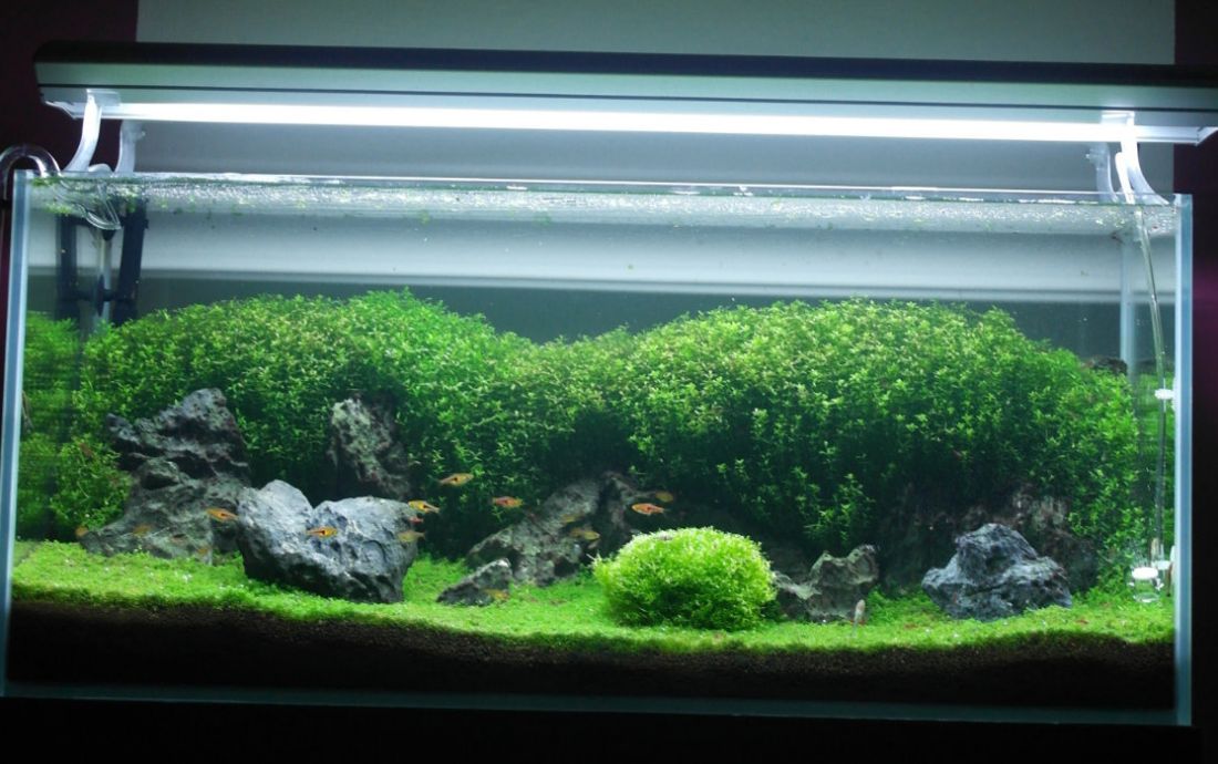 140l - looptr000p 