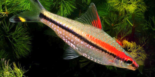 Brzanka denisona - Puntius denisonii