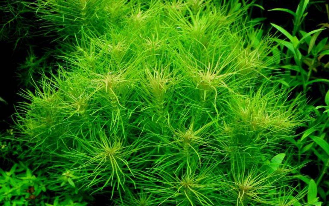 Pogostemon erectus (Brodziec wyprostowany)