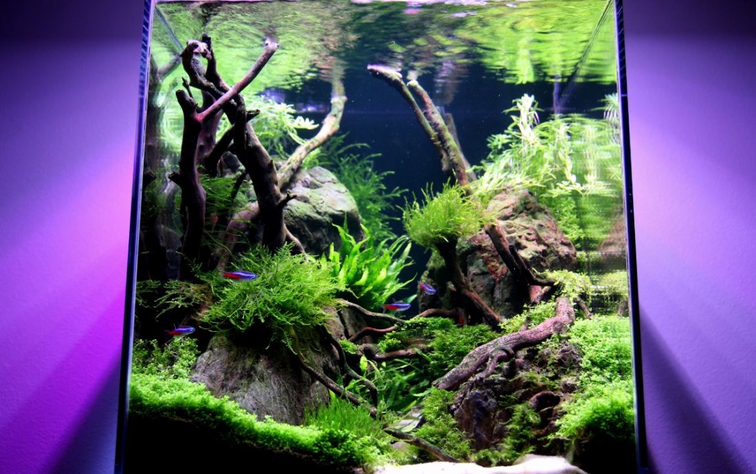 064l - Living Root Bridge - fifiok 