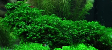 Fissidens fontanus (Phoenix moss) 