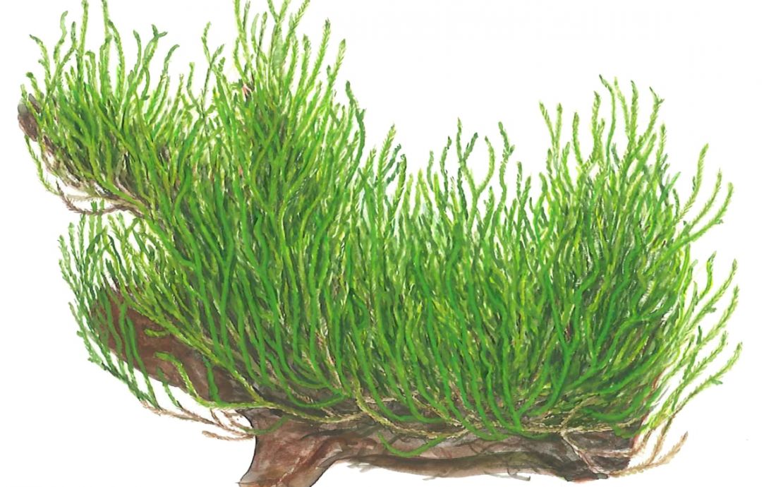 Taxiphyllum Flame 