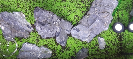 Nasiona glossostigmy