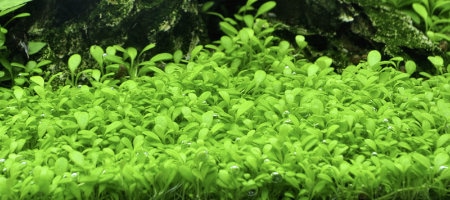Glossostigma elatinoides