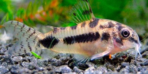 Kirysek miniaturowy - Corydoras habrosus