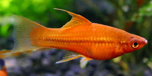 Mieczyk czerwony - Xiphophorus hellerii