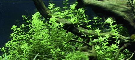 Hemianthus micranthemoides