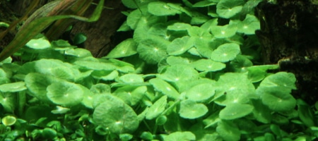 Hydrocotyle verticillata