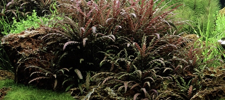 Hygrophila pinnatifida