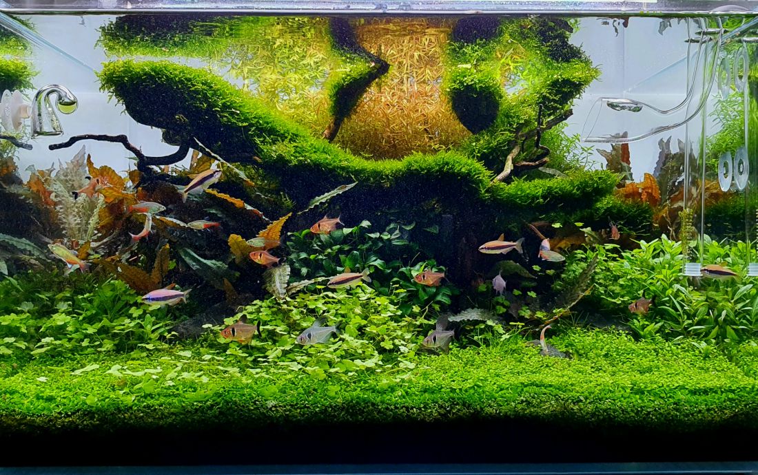 110l - Mark Goodwin (Tropica)