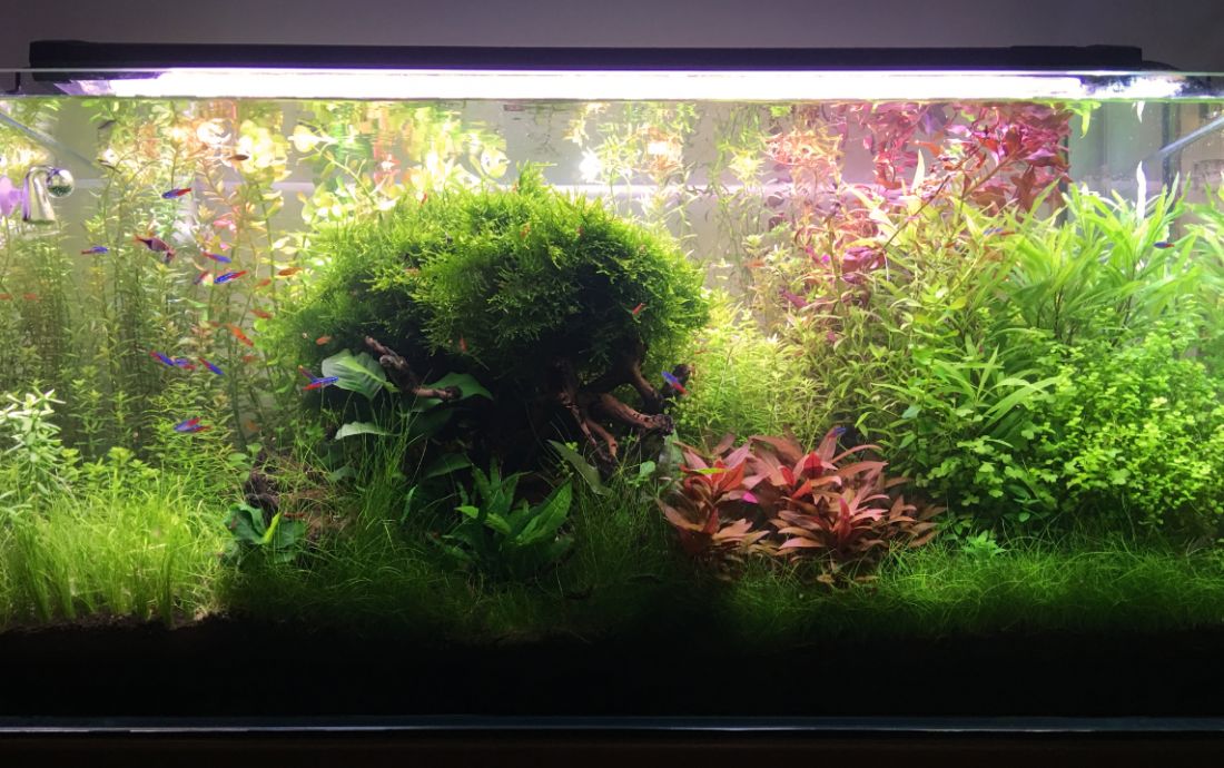 200l - Jacek Bolesta 