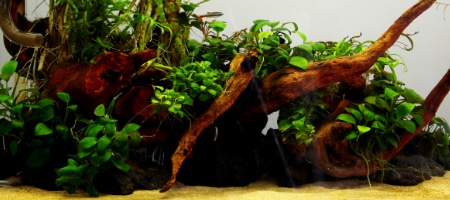 37.5l - Roma - kakarot (styl mizube)