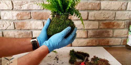 Kokedama - aranżacja z Modeling Soil