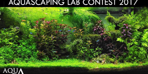 Wyniki konkursu Aquascaping Lab Contest 2