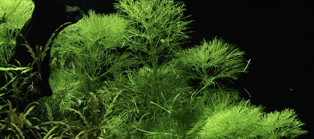 Limnophila aquatica 