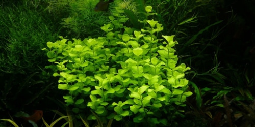 Lysimachia nummularia - opracowanie filmowe