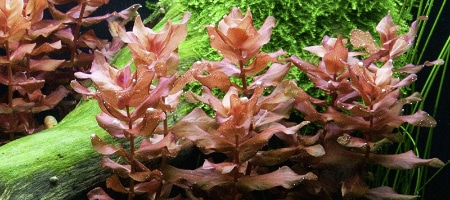 Rotala macrandra