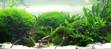 Ciekawe akwarium 360l