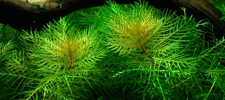 Myriophyllum mattogrossense