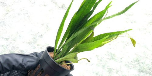 Nowe odmiany Microsorum