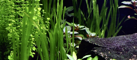 Vallisneria americana Natans 